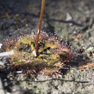 Drosera sp. at Bruce, ACT - 28 Aug 2020