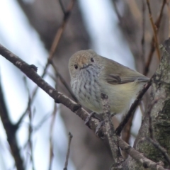 Acanthiza pusilla (Brown Thornbill) at Bega, NSW - 4 Sep 2020 by MatthewHiggins