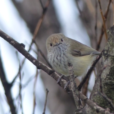 Acanthiza pusilla (Brown Thornbill) at Bega, NSW - 4 Sep 2020 by MatthewHiggins