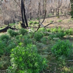 Senecio pterophorus at suppressed - 3 Sep 2020