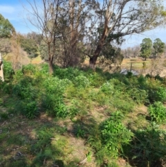 Senecio pterophorus at suppressed - 3 Sep 2020