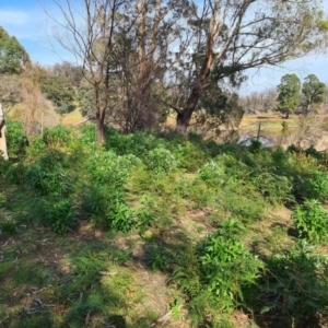 Senecio pterophorus at suppressed - 3 Sep 2020