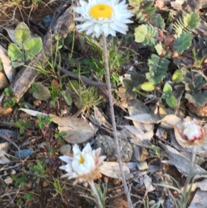 Leucochrysum albicans subsp. tricolor at Majura, ACT - 1 Sep 2020