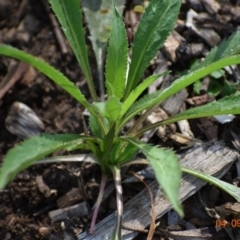 Lepidium africanum (Common Peppercress) at Weston, ACT - 3 Sep 2020 by AliceH