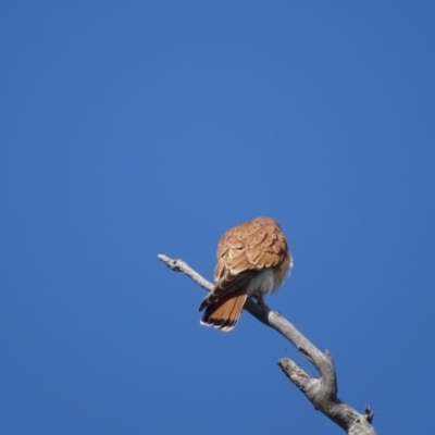 Falco cenchroides (Nankeen Kestrel) at O'Malley, ACT - 3 Sep 2020 by Mike