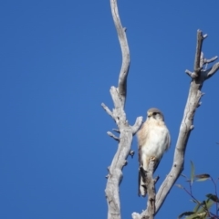 Falco cenchroides at O'Malley, ACT - 4 Sep 2020