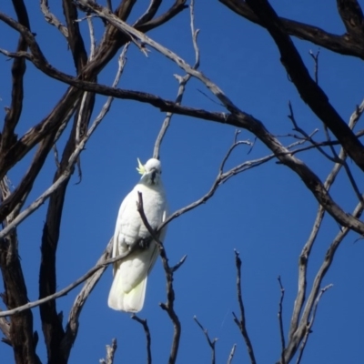 Cacatua galerita (Sulphur-crested Cockatoo) at O'Malley, ACT - 4 Sep 2020 by Mike
