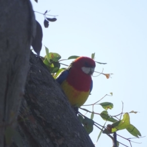 Platycercus eximius at O'Malley, ACT - 4 Sep 2020