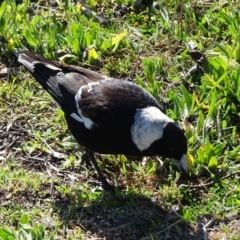 Gymnorhina tibicen (Australian Magpie) at O'Malley, ACT - 4 Sep 2020 by Mike