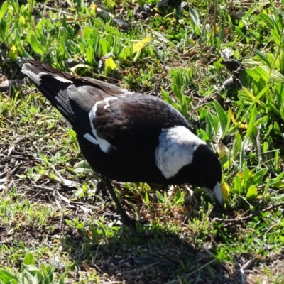 Gymnorhina tibicen (Australian Magpie) at Mount Mugga Mugga - 3 Sep 2020 by Mike