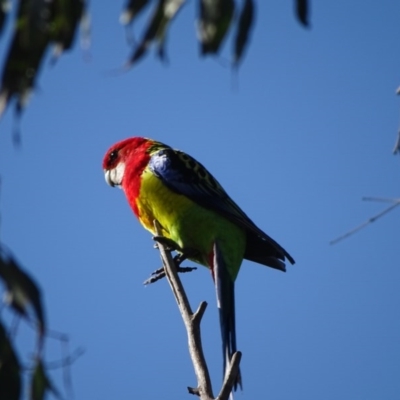 Platycercus eximius (Eastern Rosella) at O'Malley, ACT - 4 Sep 2020 by Mike