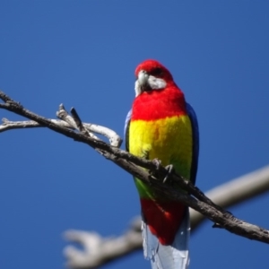 Platycercus eximius at O'Malley, ACT - 4 Sep 2020