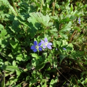 Erodium crinitum at O'Malley, ACT - 4 Sep 2020