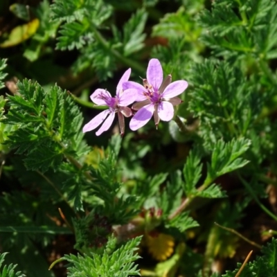 Erodium cicutarium (Common Storksbill, Common Crowfoot) at O'Malley, ACT - 3 Sep 2020 by Mike