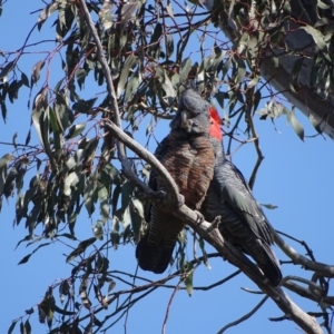 Callocephalon fimbriatum at O'Malley, ACT - 4 Sep 2020