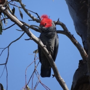 Callocephalon fimbriatum at O'Malley, ACT - 4 Sep 2020