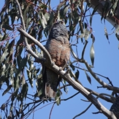 Callocephalon fimbriatum at O'Malley, ACT - suppressed