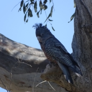 Callocephalon fimbriatum at O'Malley, ACT - 4 Sep 2020