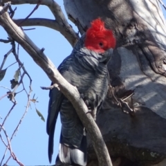 Callocephalon fimbriatum at O'Malley, ACT - 4 Sep 2020