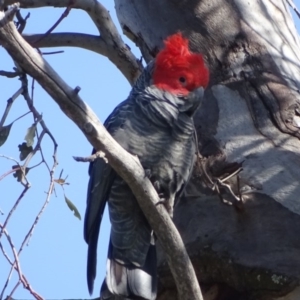 Callocephalon fimbriatum at O'Malley, ACT - suppressed