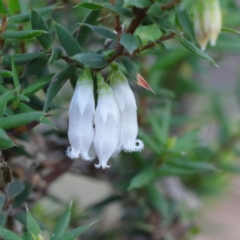 Leucopogon fletcheri subsp. brevisepalus (Twin Flower Beard-Heath) at Black Mountain - 3 Sep 2020 by ConBoekel