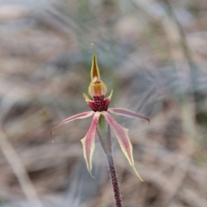 Caladenia actensis at suppressed - suppressed