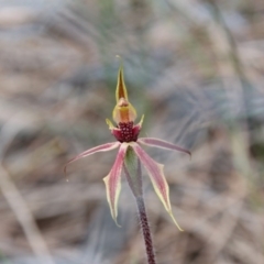 Caladenia actensis (Canberra spider orchid) at Downer, ACT - 4 Sep 2020 by petersan