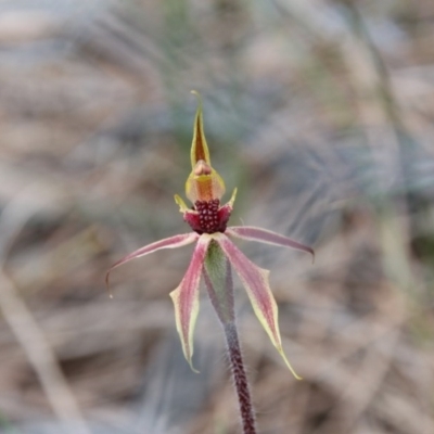 Caladenia actensis (Canberra Spider Orchid) at Downer, ACT - 4 Sep 2020 by petersan