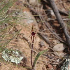 Caladenia actensis (Canberra Spider Orchid) at Mount Majura - 4 Sep 2020 by petersan