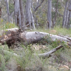 Eucalyptus rossii (Inland Scribbly Gum) at Black Mountain - 2 Sep 2020 by ConBoekel