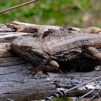 Pogona barbata (Eastern Bearded Dragon) at Holt, ACT - 4 Sep 2020 by Kurt