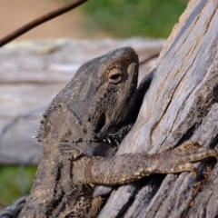 Pogona barbata at Holt, ACT - 4 Sep 2020