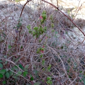 Correa reflexa var. reflexa at Woodstock Nature Reserve - 4 Sep 2020