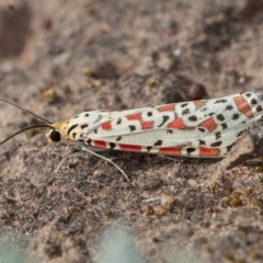 Utetheisa (genus) (A tiger moth) at Symonston, ACT - 4 Sep 2020 by rawshorty