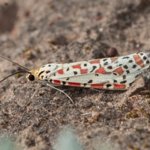 Utetheisa (genus) at Symonston, ACT - 4 Sep 2020