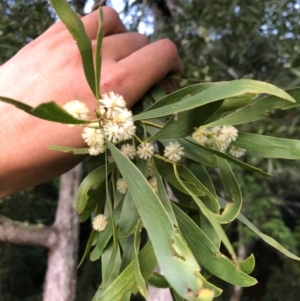 Acacia melanoxylon at Wattamolla, NSW - 2 Sep 2020