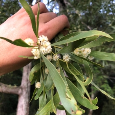 Acacia melanoxylon (Blackwood) at Wattamolla, NSW - 2 Sep 2020 by WattaWanderer