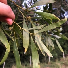 Acacia melanoxylon at Wattamolla, NSW - 2 Sep 2020