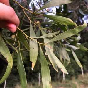 Acacia melanoxylon at Wattamolla, NSW - 2 Sep 2020