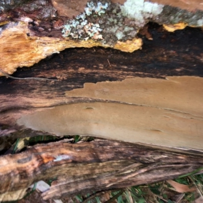 Corticiaceae (Skin fungus) at Wattamolla, NSW - 1 Sep 2020 by WattaWanderer
