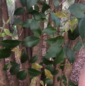 Backhousia myrtifolia at Wattamolla, NSW - 2 Sep 2020