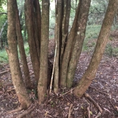 Backhousia myrtifolia at Wattamolla, NSW - 2 Sep 2020
