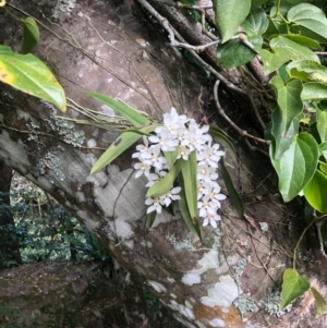 Sarcochilus falcatus at suppressed - suppressed