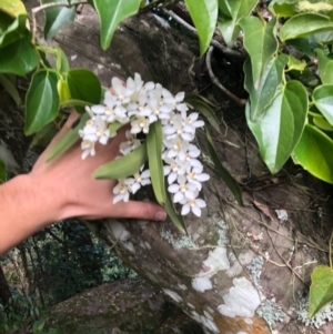 Sarcochilus falcatus at suppressed - suppressed