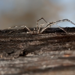 Tamopsis fickerti at Symonston, ACT - 4 Sep 2020 12:12 PM