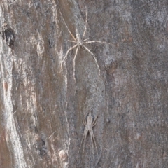 Tamopsis fickerti at Symonston, ACT - 4 Sep 2020 12:12 PM