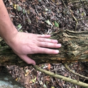 Maclura cochinchinensis at Wattamolla, NSW - 2 Sep 2020