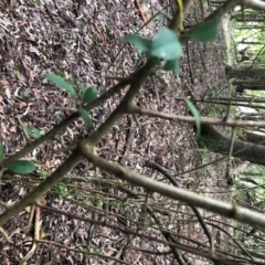 Maclura cochinchinensis at Wattamolla, NSW - 2 Sep 2020