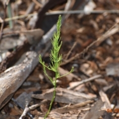 Asparagus officinalis (Asparagus) at Weston, ACT - 4 Sep 2020 by AliceH