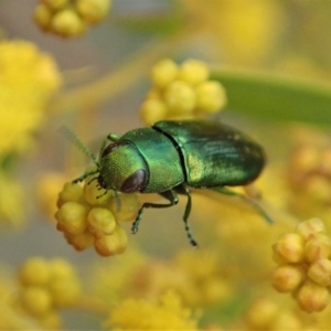 Melobasis obscurella at Yarralumla, ACT - 3 Sep 2020